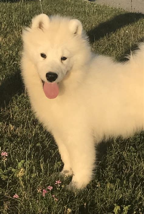 White Magic Samoyeds in Sports: Their Agility and Athletic Abilities